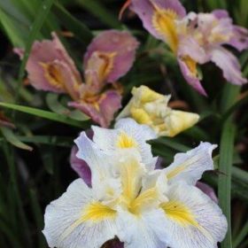 Pacific Coast Hybrid Iris